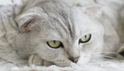 九游游戏中心-Karrigan 指出丹麦 CS_GO 场景由两支战队主导，丹麦csgo为什么这么强