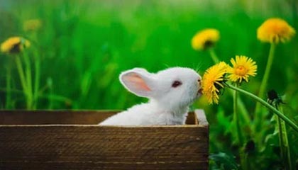 九游娱乐(jiuyou)官网-KPL战队阵容深度增强，kpl各种阵容