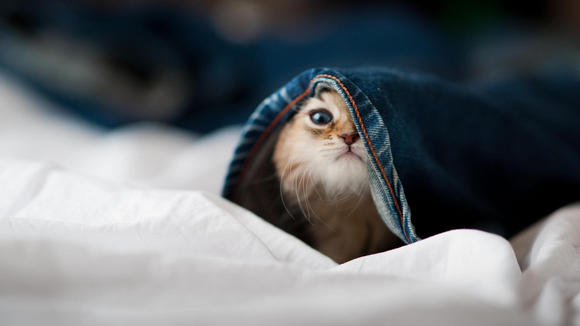 哈兰德连续7场破门,英超新纪录继续刷新,哈兰德能否超越c罗