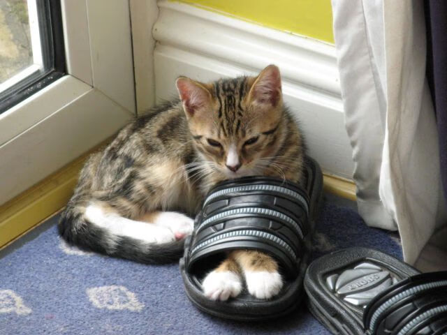 九游娱乐-失误多发：上海队关键时刻失误失分，败局提前注定！，上海队的比赛