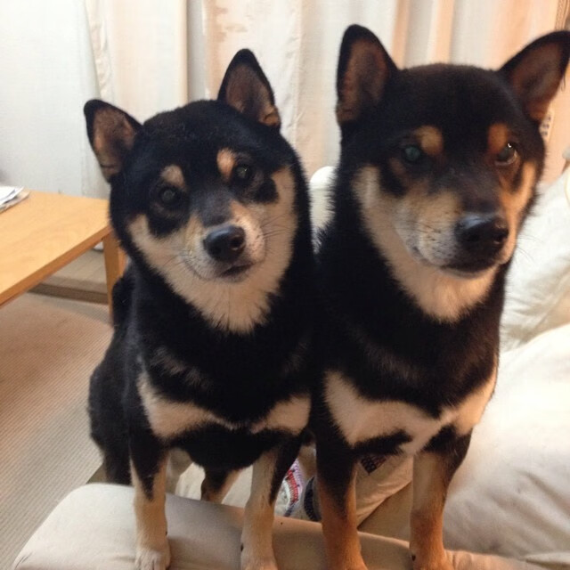 德甲比赛,数据和战术双重解读背后隐藏的胜负秘密,德甲赛制介绍