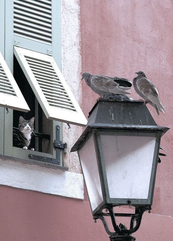 普利西奇转会英超豪门,助力争冠,普利西奇资料