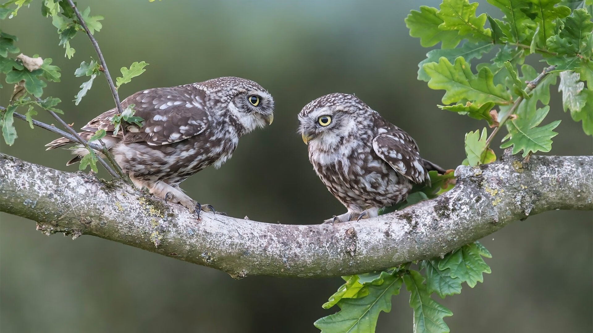 九游娱乐APP-欧冠席位激烈争夺，积分榜上的“生死战”，欧冠十大死亡之组