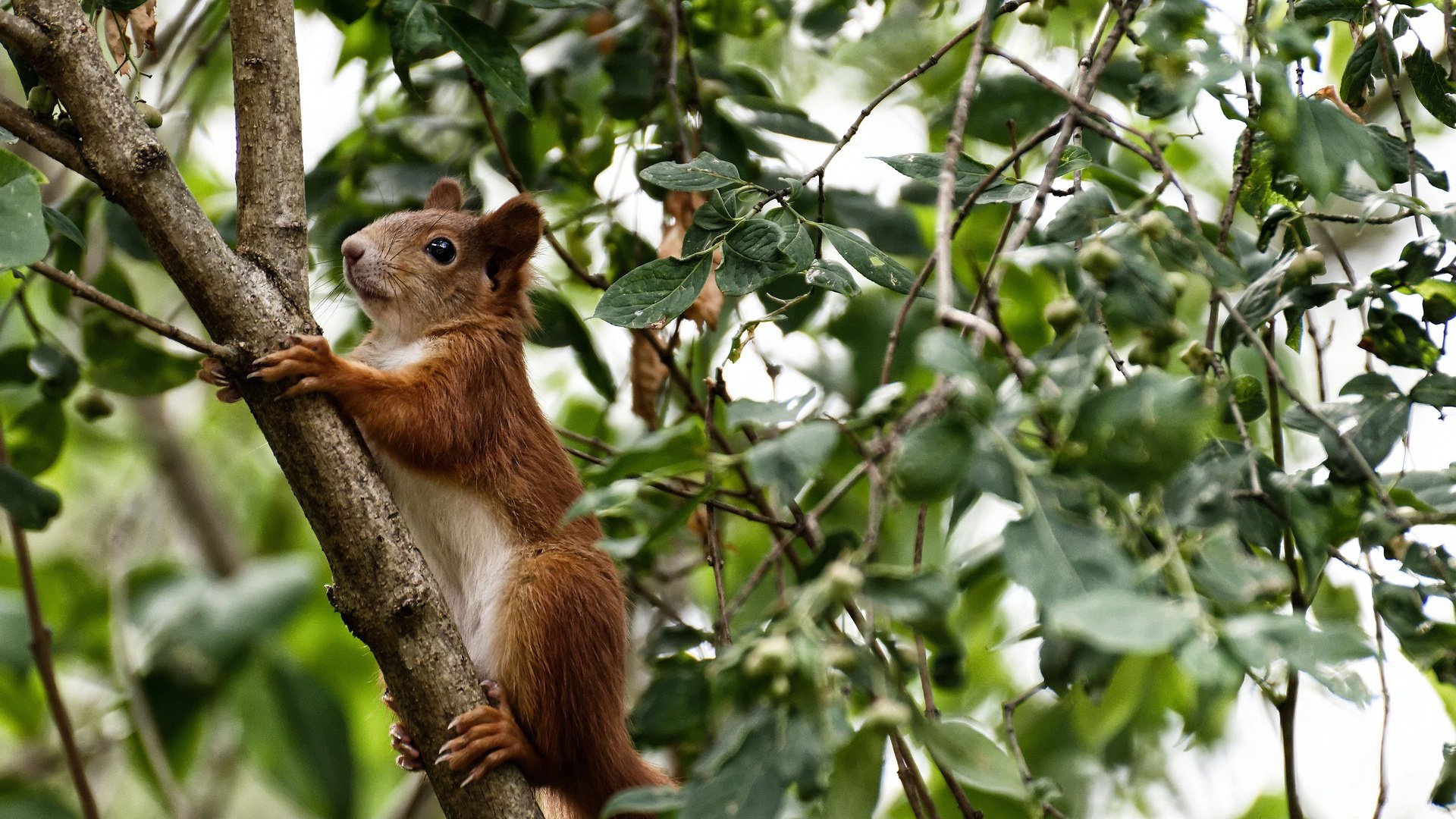 九游用户空间-瑞士马术协会举办“Schwingfest”文化交流活动，促进传统文化传承。，瑞士mame