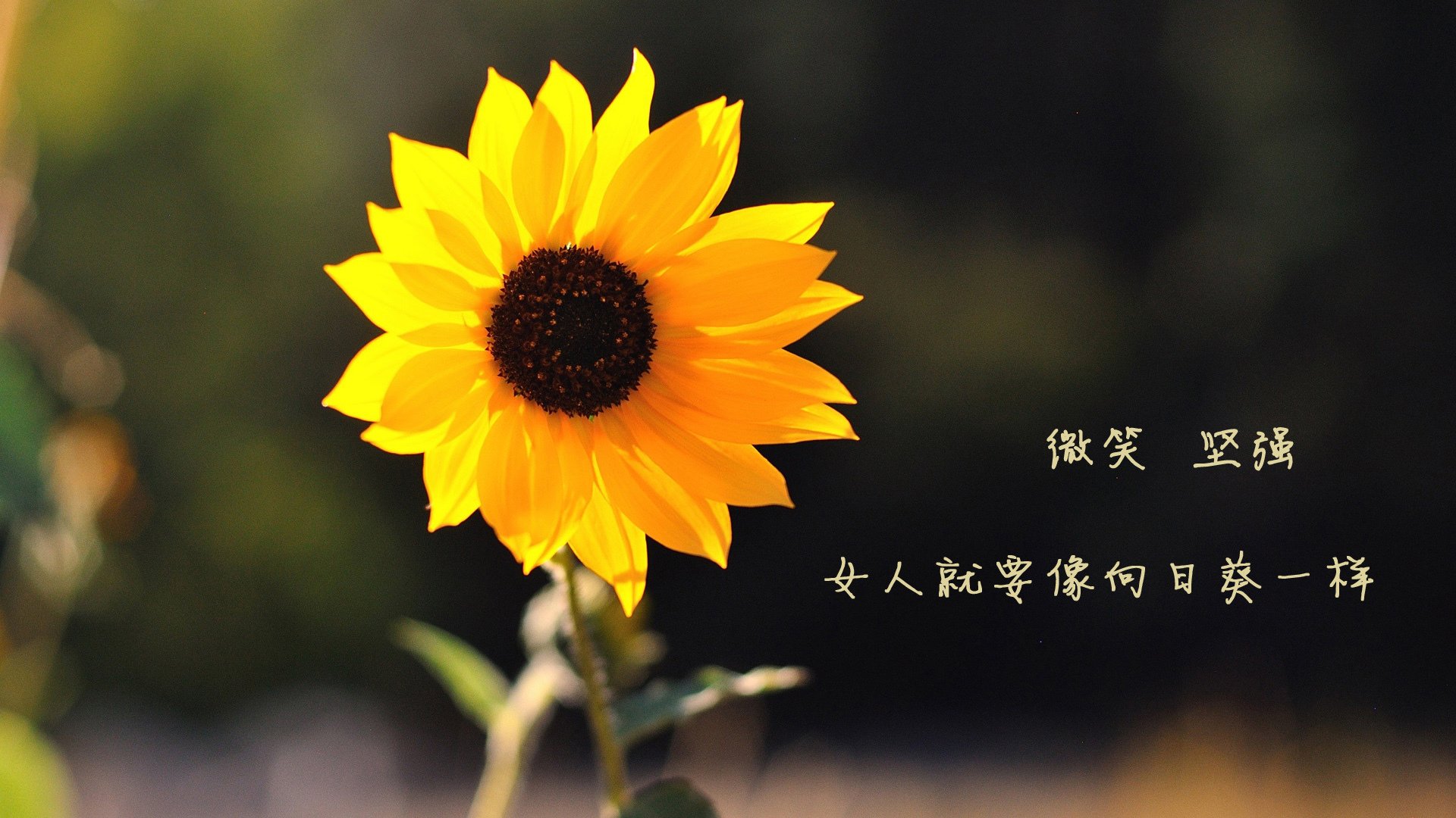 美式橄榄球超级碗预热活动,热血开场,美式橄榄球wr